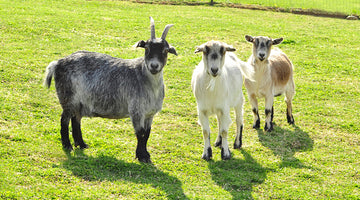 Goat: The World’s Favorite Red Meat