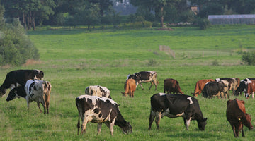 Grass Fed Beef: A Nutritious Choice for Health Conscious People