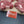 Load and play video in Gallery viewer, Local Wagyu Rib Eye Steak