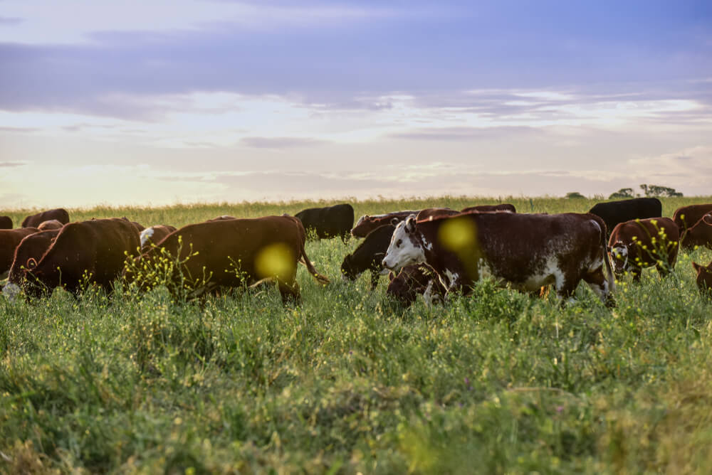 What Is Grass Fed Beef, Where To Buy Grass Fed Beef Edmonton