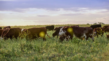 What Is Grass-Fed Beef?