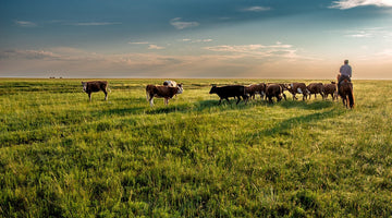 What’s So Special About Alberta Beef?