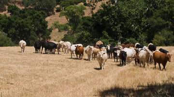 Cattle Herd in a Farmer's Field