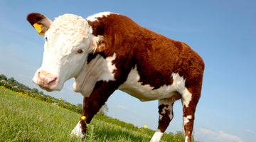 A cow in a field of grass