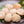 Load image into Gallery viewer, Scallops
